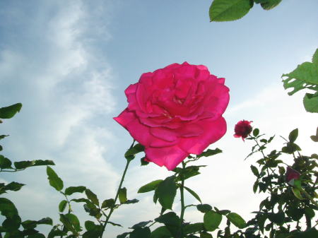 Autumn rose (Fuji FinePix A310)